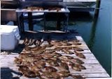 Boston Harbor Flounder